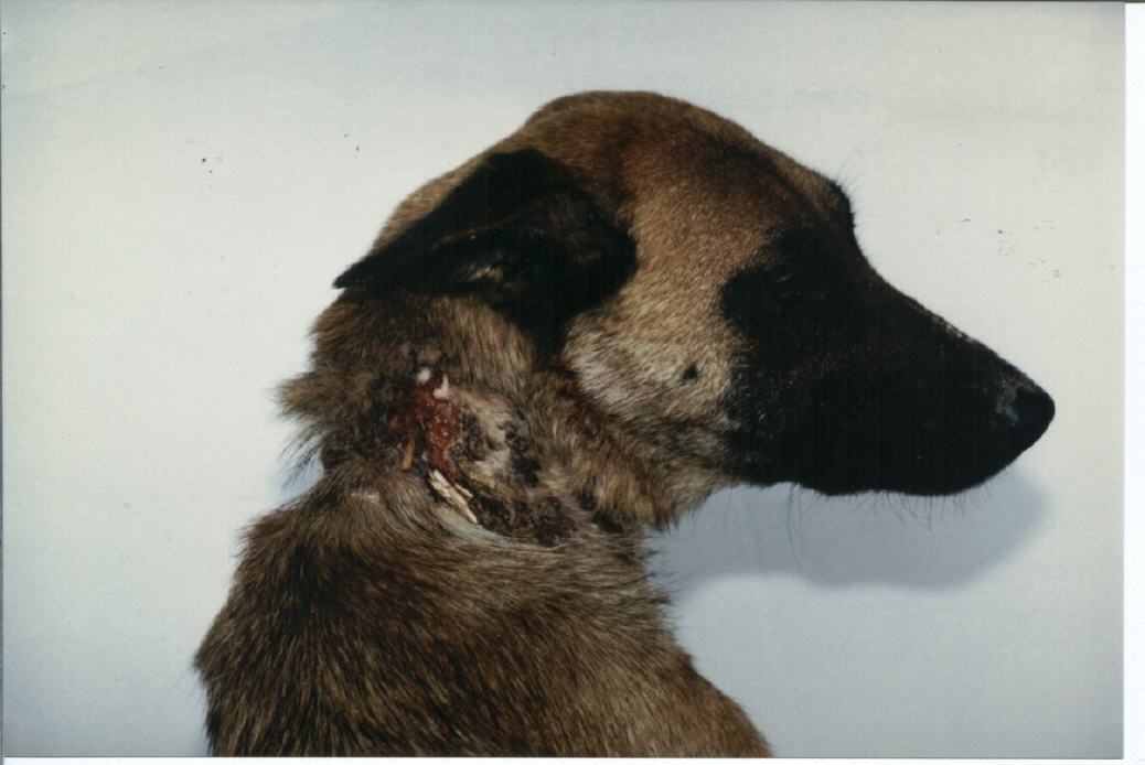 Der Hund hat den Schuss überlebt