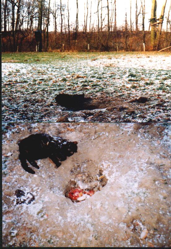 Katzenleiche am Luderplatz