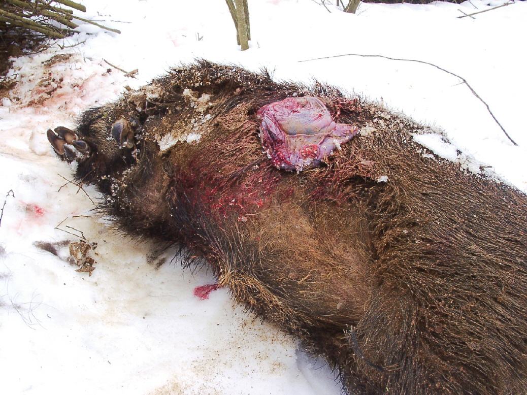 Die schwangere Bache wurde im März