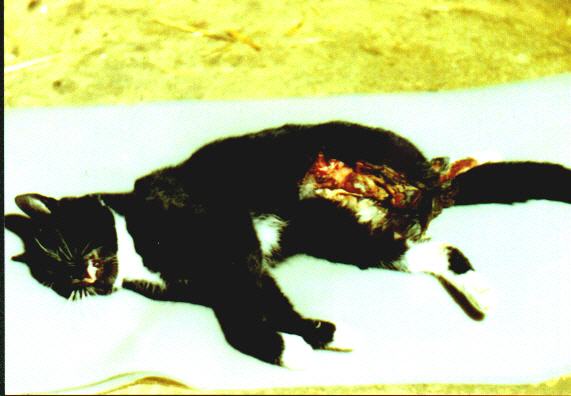 So noch lebend gefunden