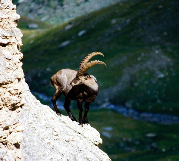 Steinbock im Gran Paradiso