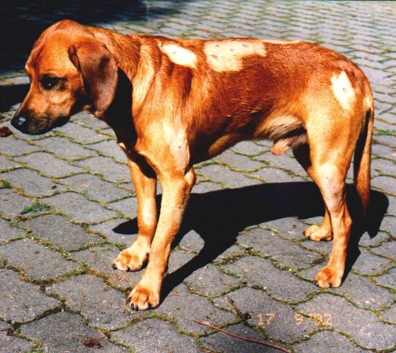 Toby - von Bleischrot durchsiebt